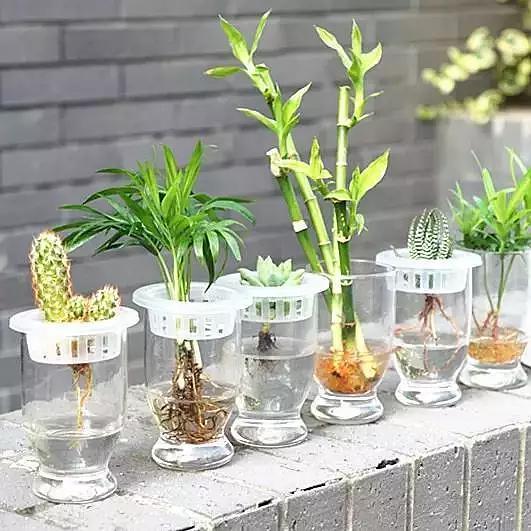 水培植物墻優(yōu)缺點分析