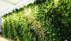 植物墻花盆