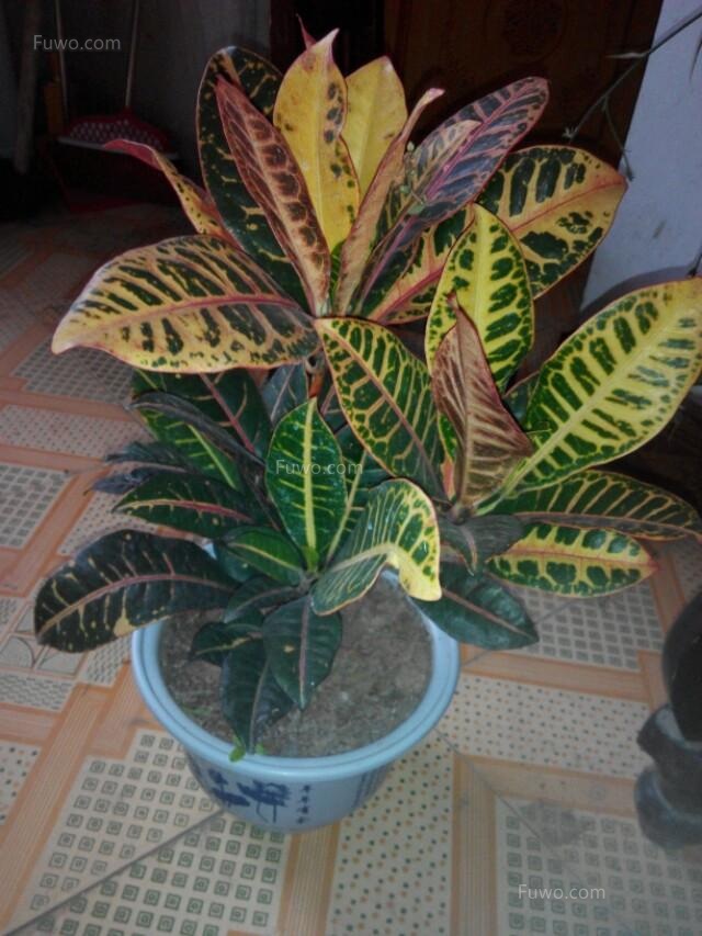 觀葉植物的栽培要點(diǎn)