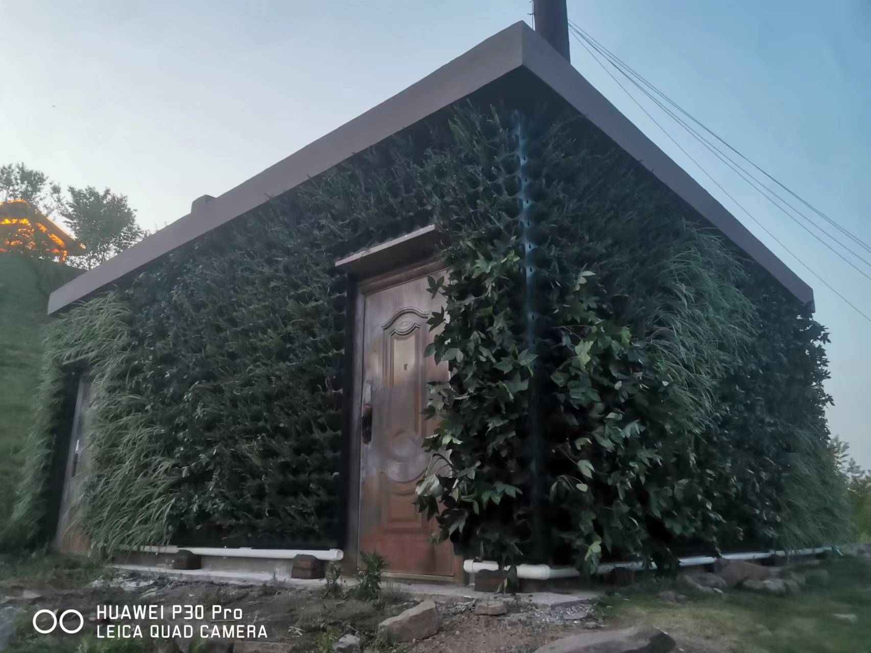垂直植物墻