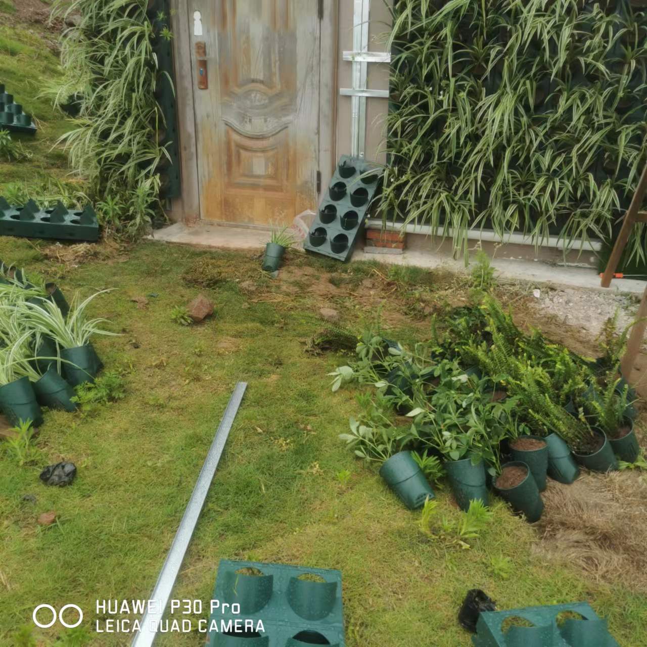 垂直植物墻