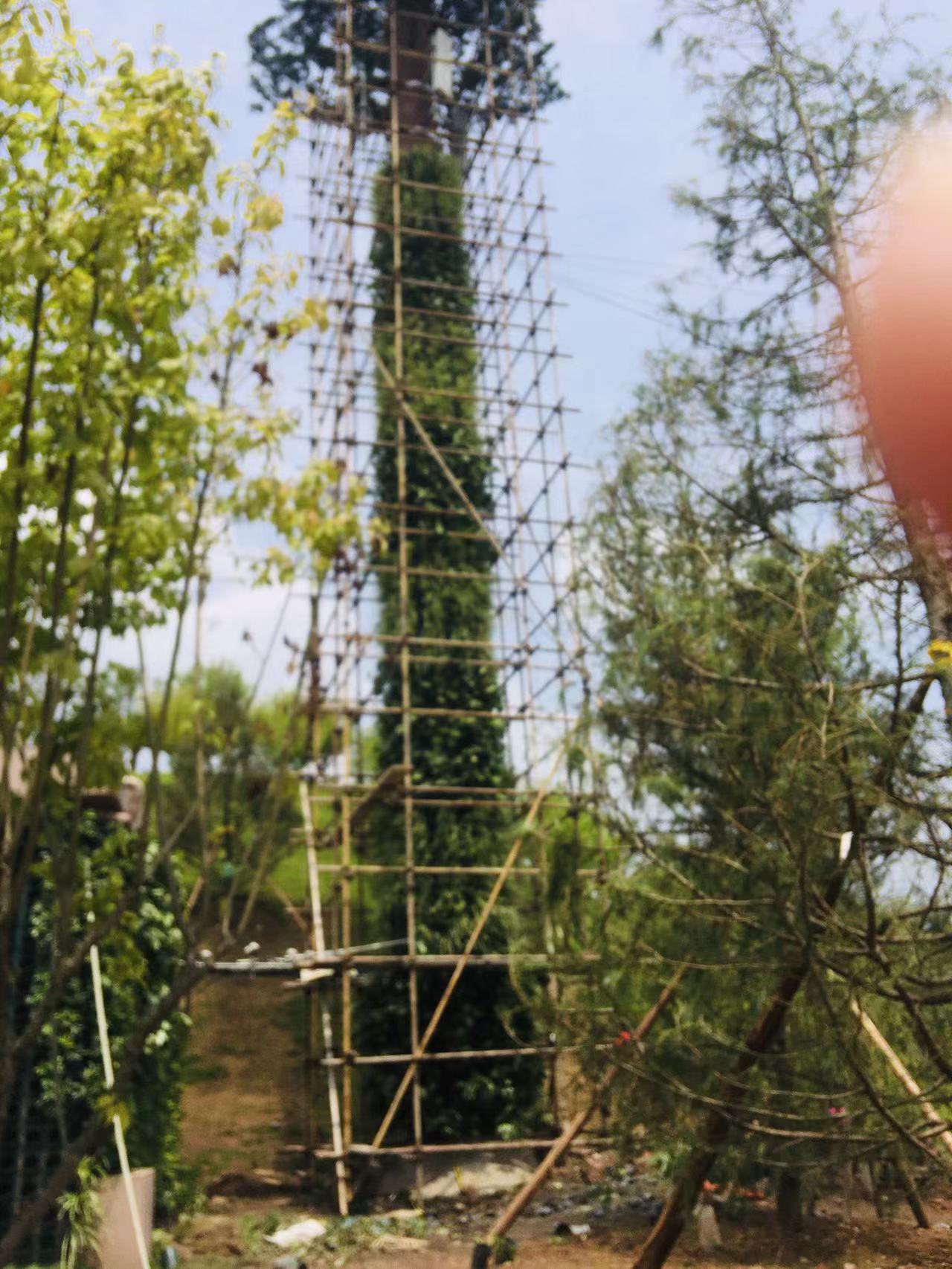 垂直綠化植物墻設(shè)計
